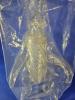 Gigan 350 Clear Blank Version by Marusan — image 4