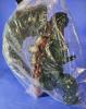 Shin Godzilla Fourth Form Green Version Sofubi Figure by Sunguts MIB — image 3
