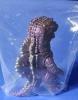 Godzilla GMK Version by MaxToyCo MIB — image 2